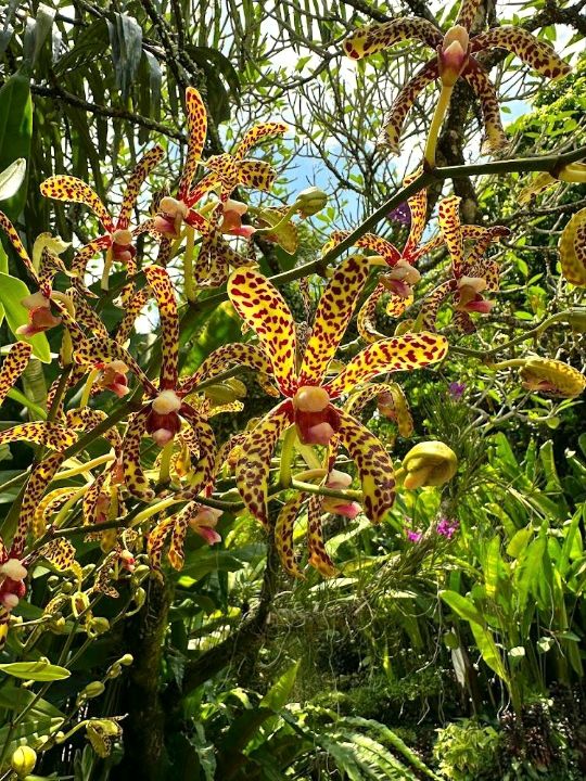 National Orchid Garden