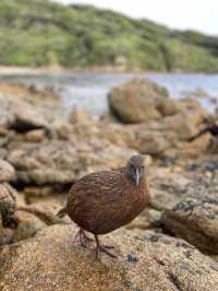 Experience a Southern Hemisphere Chinese New Year at Stewart Island