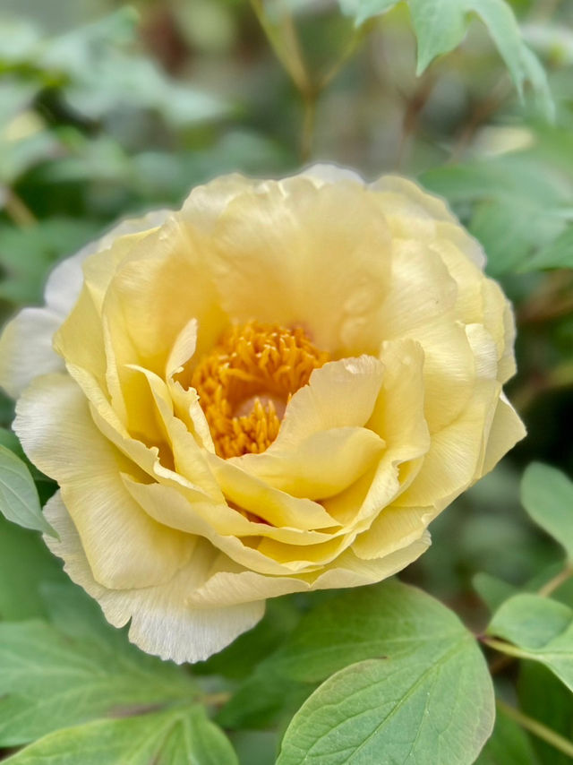 杉林溪：近山近花靜心