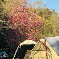 去露營吧！新竹五峰竹鷹露營區🏕️隨時變換景色的高海拔營區推薦！