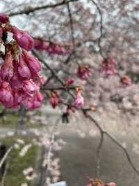 京都|京都賞櫻秘境府立植物園 130種櫻花交織春日美好