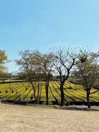 打卡濟州島Osulloc綠茶園🍃