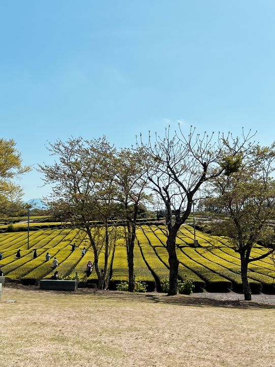 打卡濟州島Osulloc綠茶園🍃