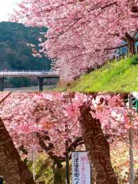 伊豆🌸河津櫻🌸伊豆仙人掌動物園🌸2天遊