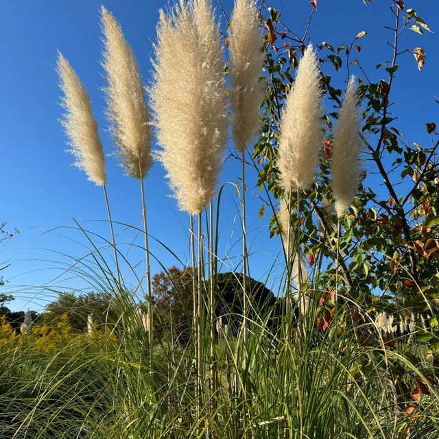 紅色波波草的夢境 🌈天空公園