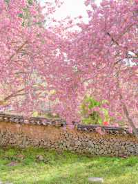 겹벚꽃과 사찰의 풍경이 아름다운 순천 선암사🌸