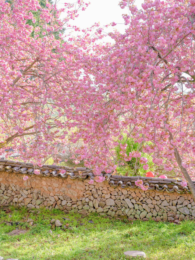 겹벚꽃과 사찰의 풍경이 아름다운 순천 선암사🌸