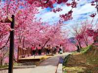 福壽山農場|千櫻園櫻花美景