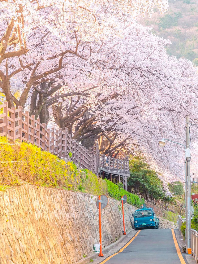 일본 감성 가득한 부산 벚꽃 명소 개금벚꽃길💖