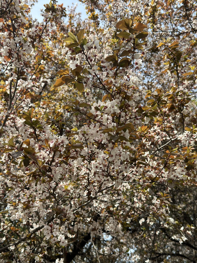 大阪西之丸庭園的櫻花夢：含苞待放的絕美瞬間 🌸✨
