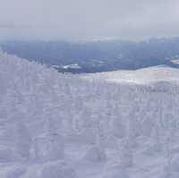 雪季雪國🇯🇵日本藏王限定樹冰
