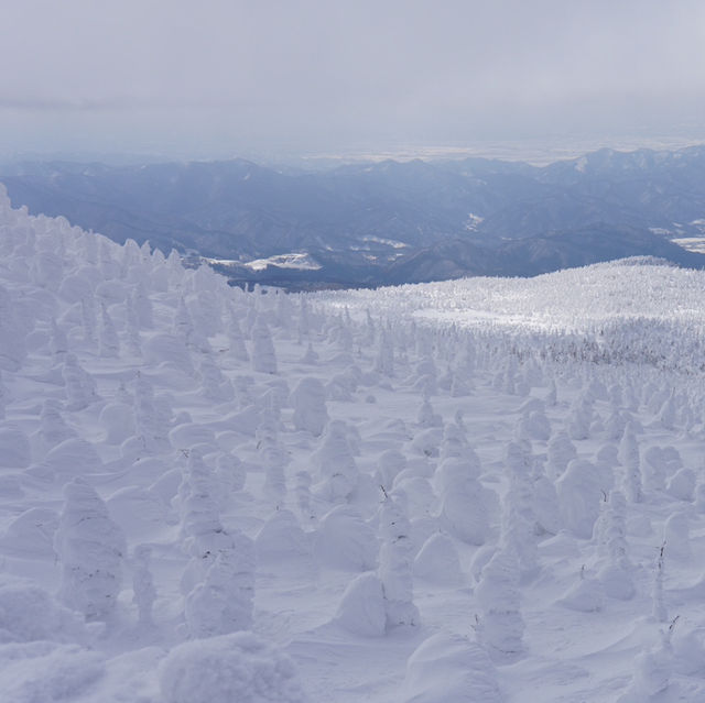 雪季雪國🇯🇵日本藏王限定樹冰