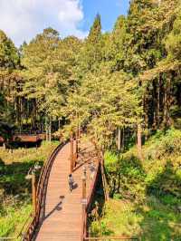 阿里山國家森林遊樂區巨木群棧道 
