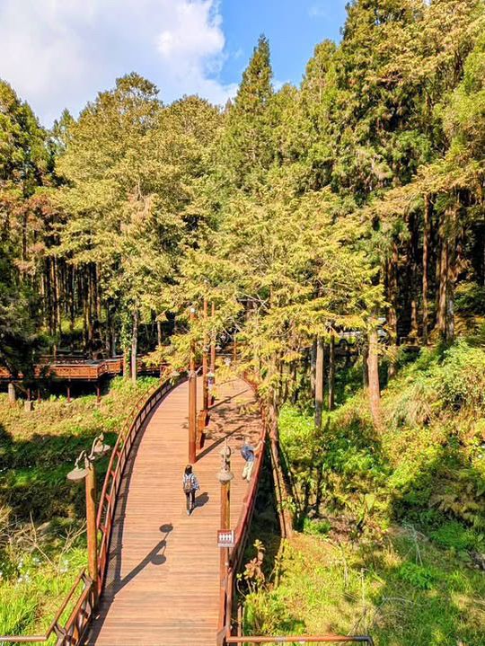 阿里山國家森林遊樂區巨木群棧道 