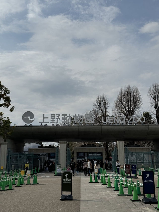 東京一日行程 上野動物園東京鐵塔順便之旅