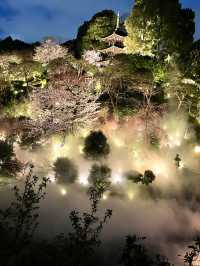 【東京×椿山荘】ライトアップで浮かび上がる夜桜雲海