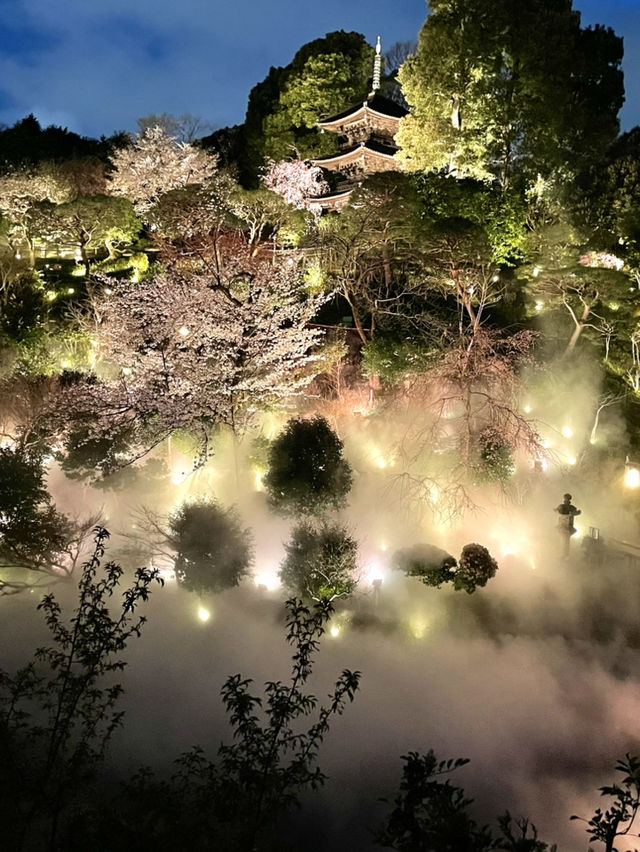 【東京×椿山荘】ライトアップで浮かび上がる夜桜雲海