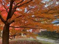 Tofuku-ji อีกวัดดูใบไม้แดงที่ไม่ควรพลาดที่ kyoto