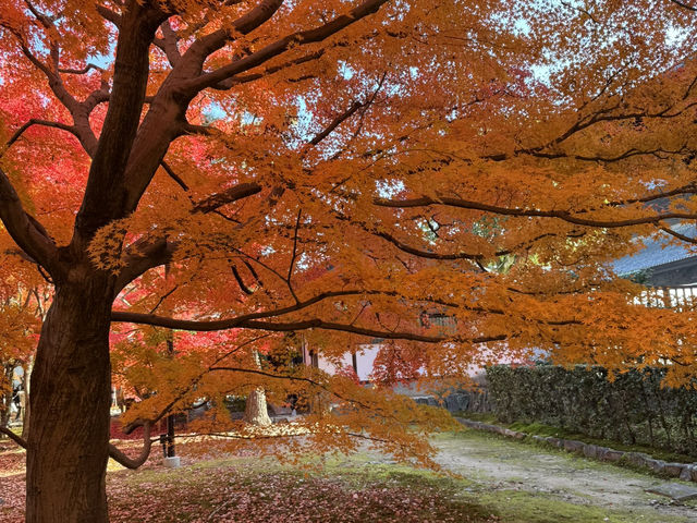 Tofuku-ji อีกวัดดูใบไม้แดงที่ไม่ควรพลาดที่ kyoto