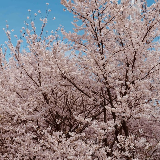 A Dreamlike Cherry Blossom Tunnel!