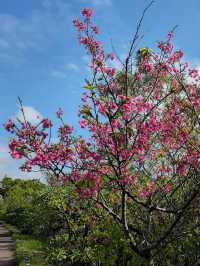 🌸 **漫湖公園（古波藏側）櫻花觀賞遊覽分享** 🌸