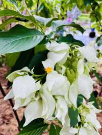 Rooftop Garden TRX: Spring Bloom Haven