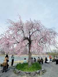 京都嵐山公園中之島地區：櫻花絢爛的春日夢 🌸🏞️