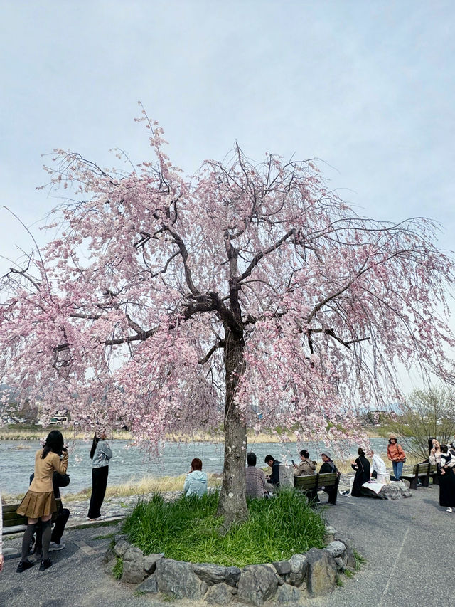 京都嵐山公園中之島地區：櫻花絢爛的春日夢 🌸🏞️