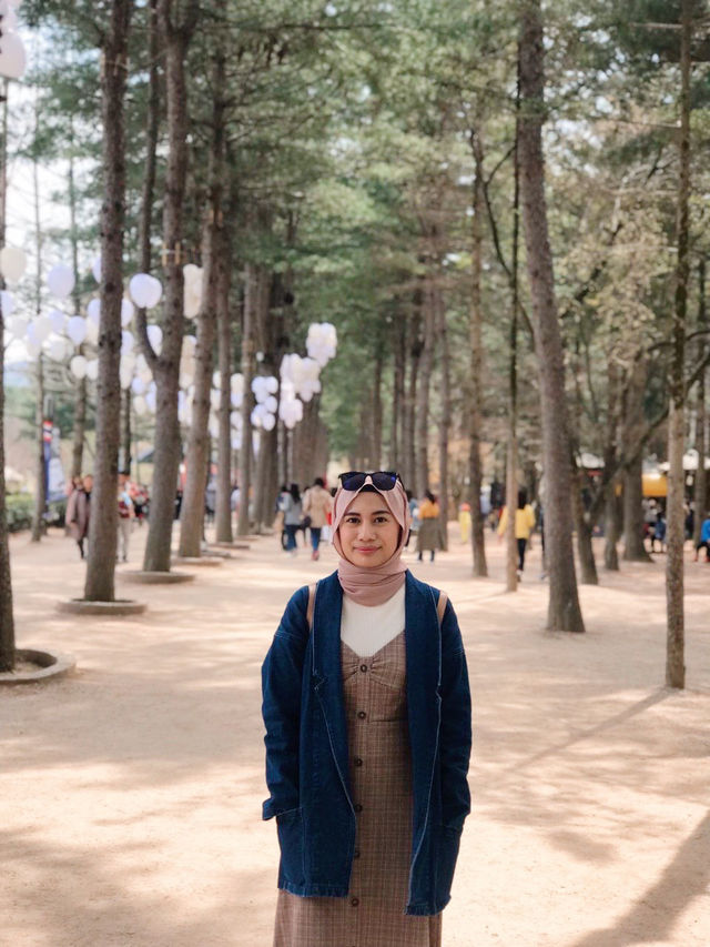 Breathtaking cherry blossom in Nami Island 🌸🍒