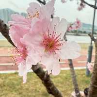 粉紅花海：石門安景街公園的櫻花盛景