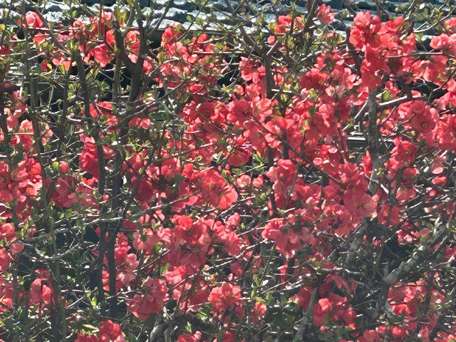 Cheery cheery Cherry Blossom