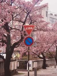 Chasing Sakura at Atami Streets