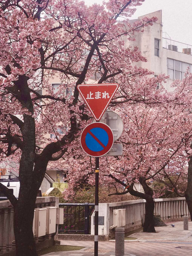 Chasing Sakura at Atami Streets