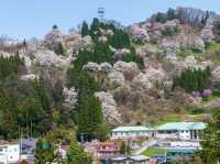 Chasing Sakura at Ogawa Village Nitanda District