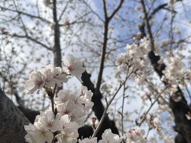 熊本與阿蘇山方面之櫻花