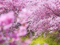 Chasing Sakura in Japan 🌸