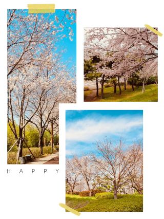Spring's Tree Canopy: Daejeo's Havens