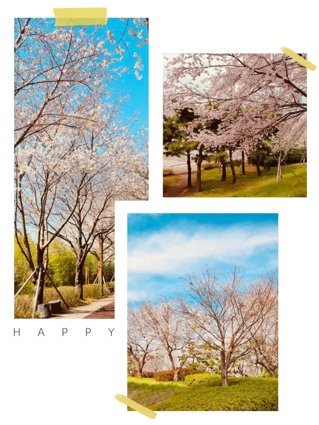 Spring's Tree Canopy: Daejeo's Havens