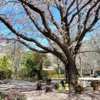 屋嘉兒童公園·賞櫻與遊樂樂趣