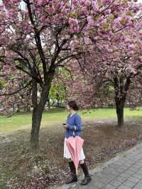 자주빛 겹벚꽃의 성지 미사경정공원🌸