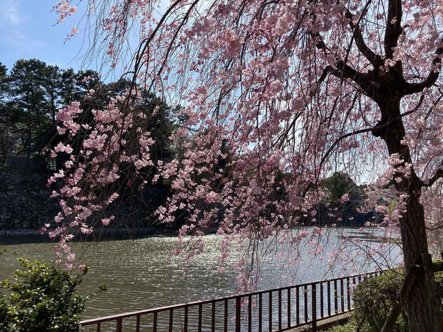 名古屋名城公園賞櫻美景