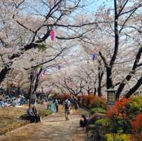 東京王子站-飛鳥山公園，當地日本人的賞櫻野餐景點