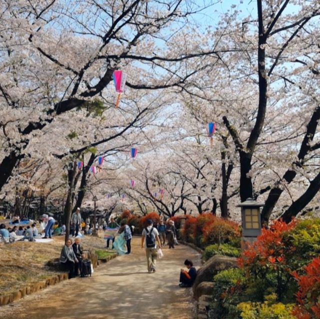 東京王子站-飛鳥山公園，當地日本人的賞櫻野餐景點