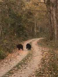 Safari in Chitwan
