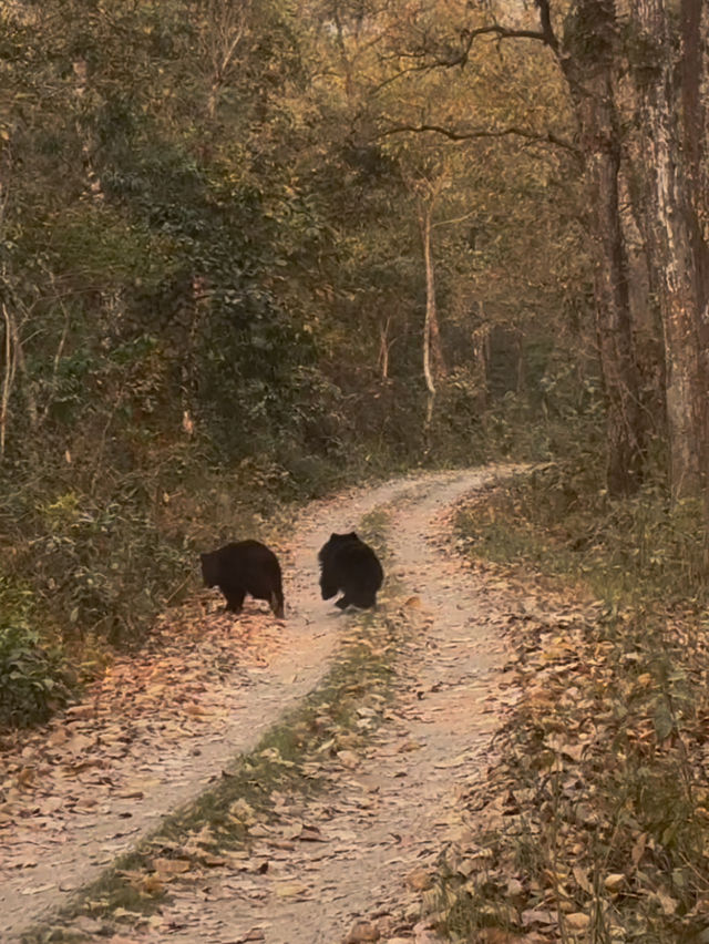 Safari in Chitwan