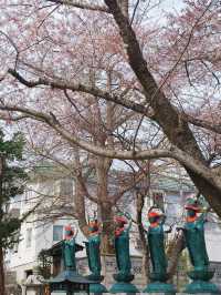 Spring in Otaru: Sumiyoshi Shrine🌸