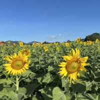 แจกพิกัดไร่ทานตะวัน🌻ลพบุรี