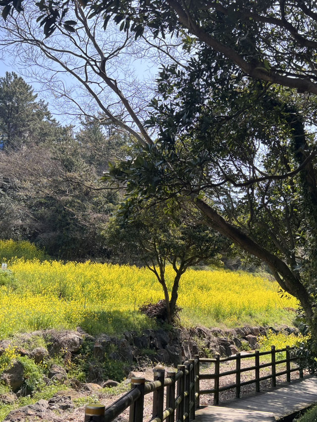 지금 가면 볼 수 있는 제주의 노란색⭐️