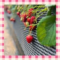 【千葉】でいちご狩り🍓