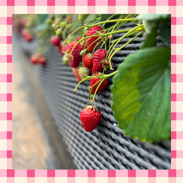 【千葉】でいちご狩り🍓